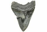 Serrated, Fossil Megalodon Tooth - South Carolina #203078-1